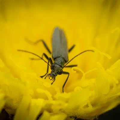 Greenish Oedemera