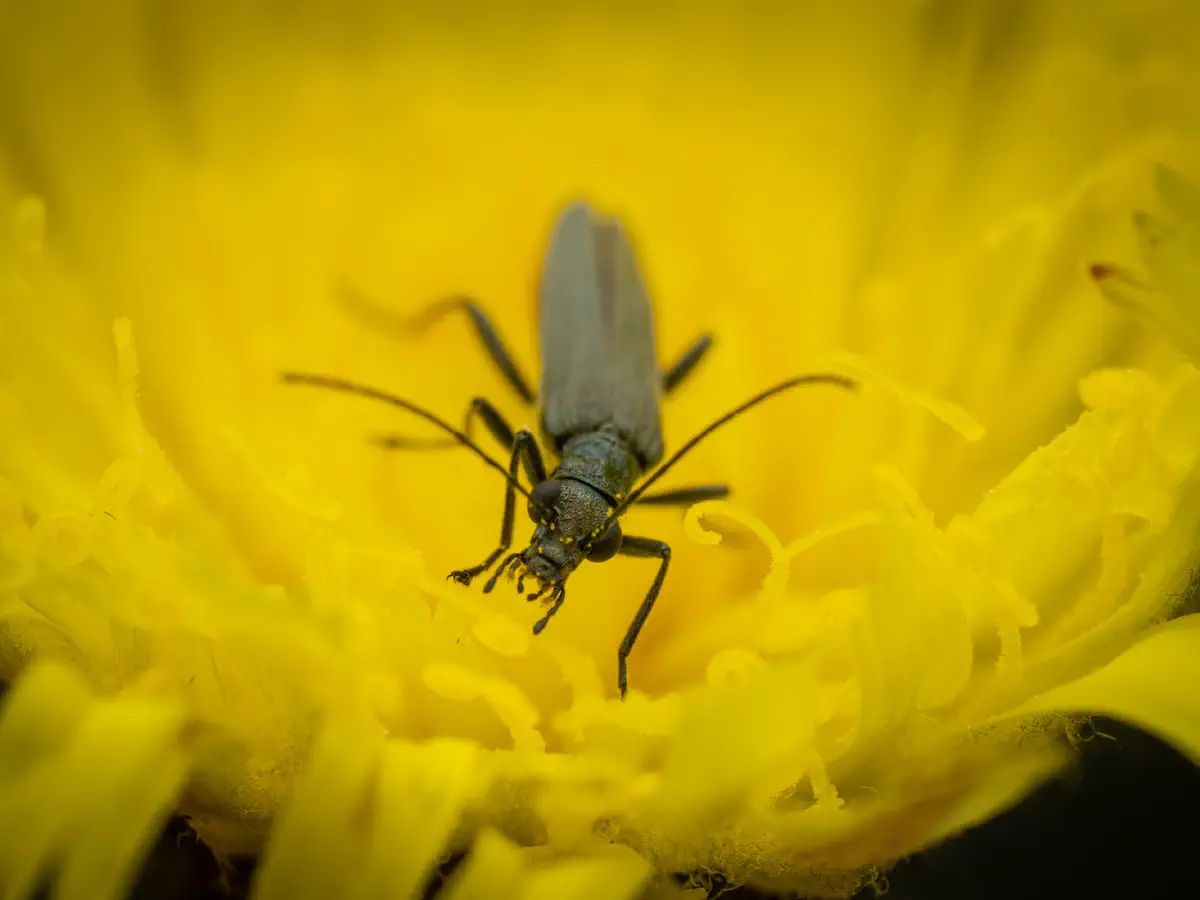 Oedemera lurida