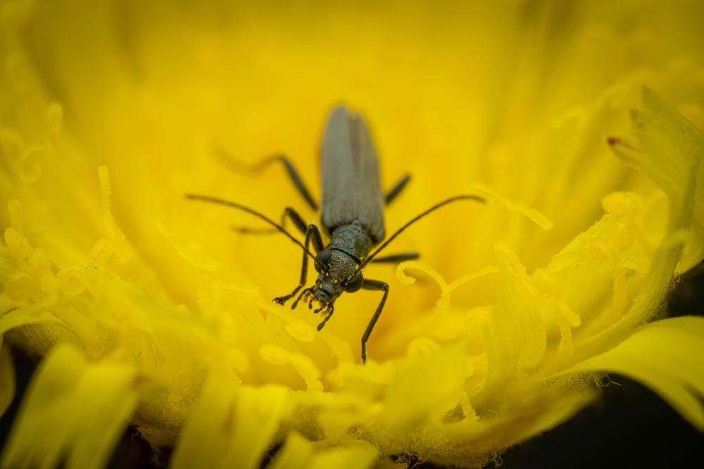 August 21, 2025 – Issue No. 734
– Issue No. 734: “Oedemera lurida“ Oedemera lurida