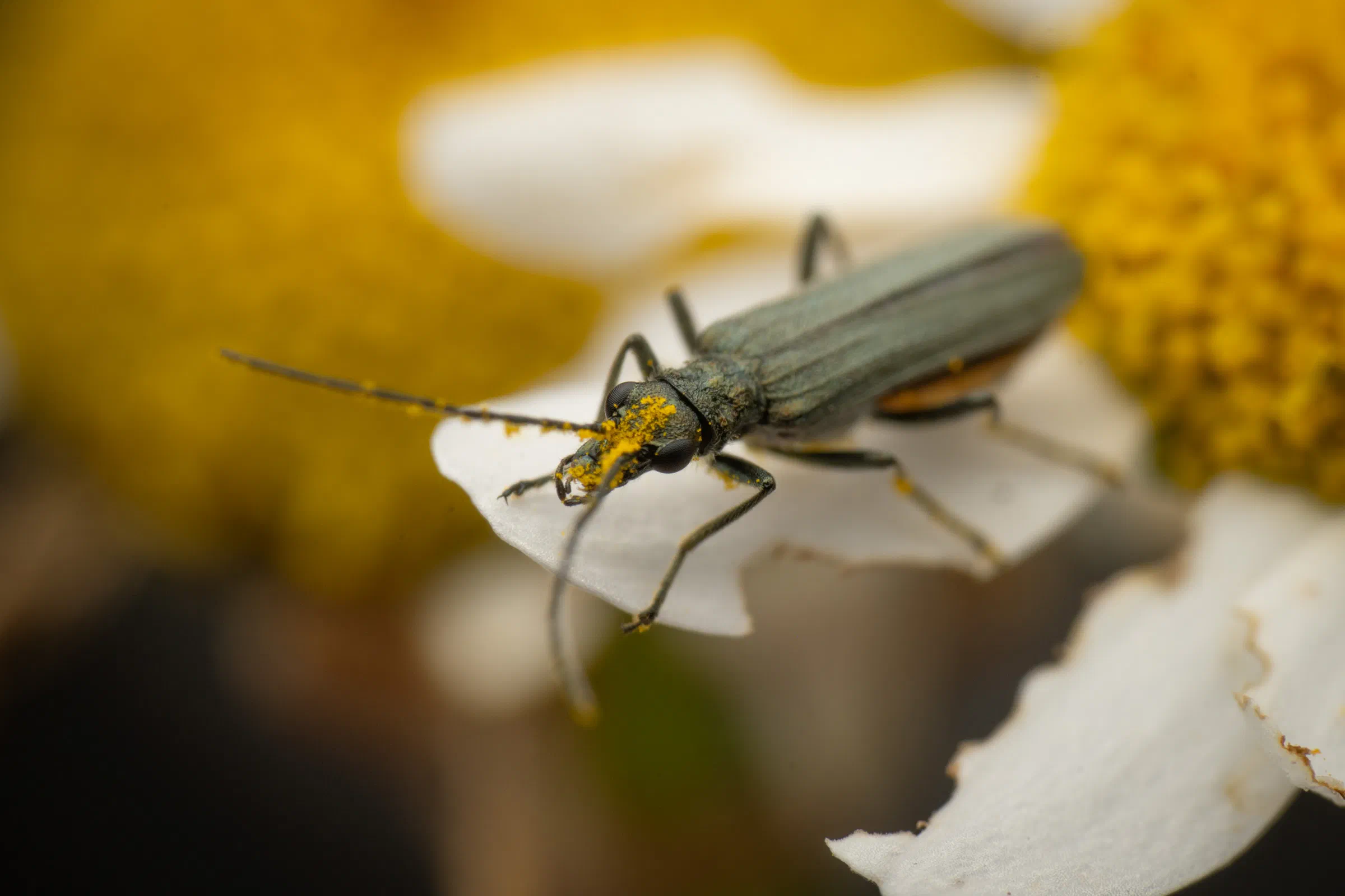 Greenish Oedemera