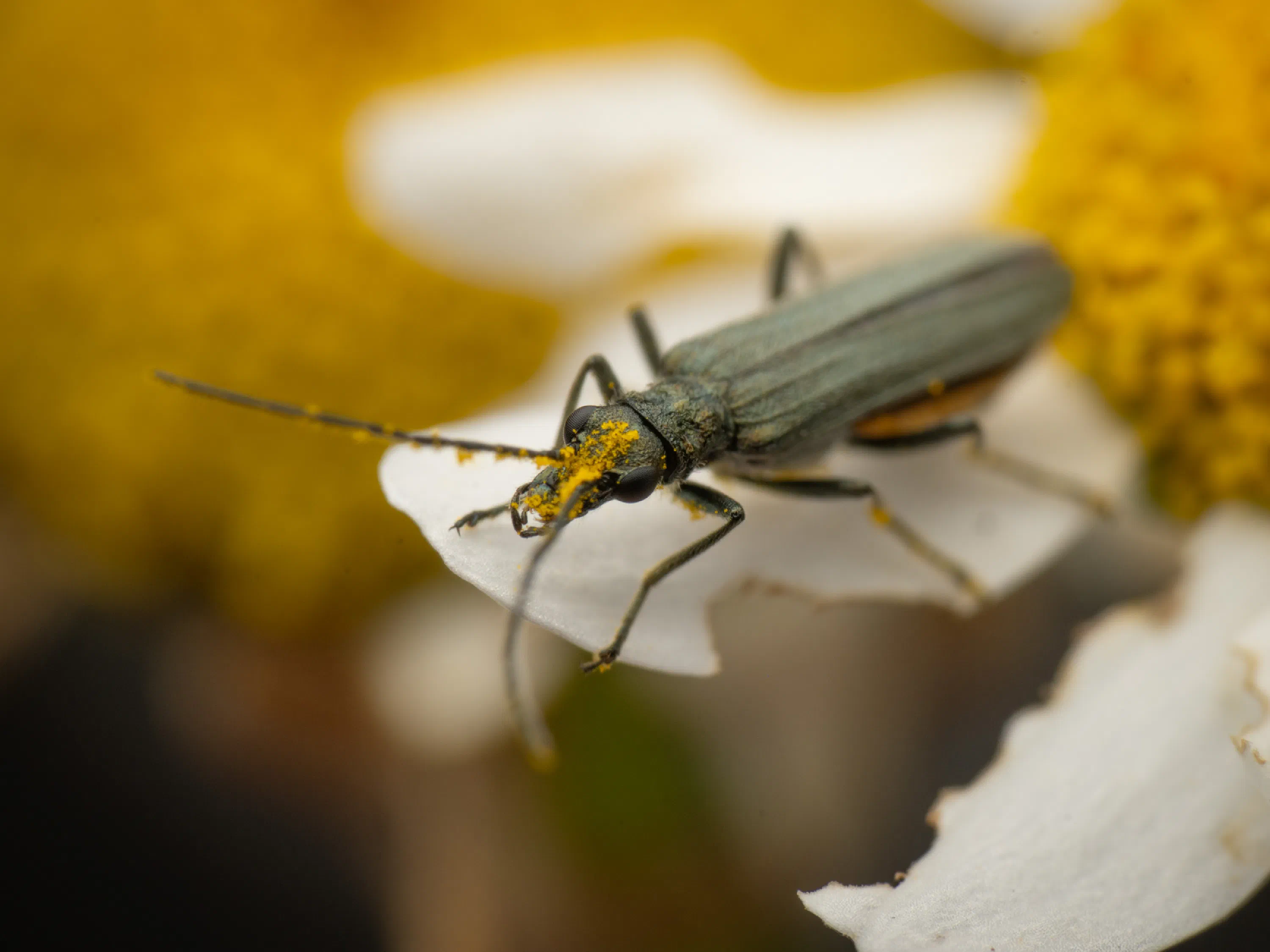 Grünlicher Scheinbockkäfer