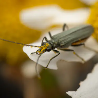 Oedemera lurida