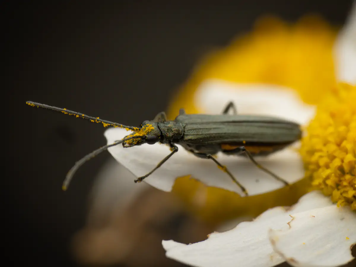 Oedemera lurida