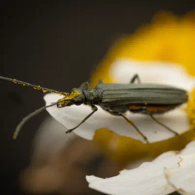 Oedemera lurida