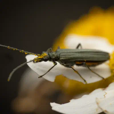 Greenish Oedemera