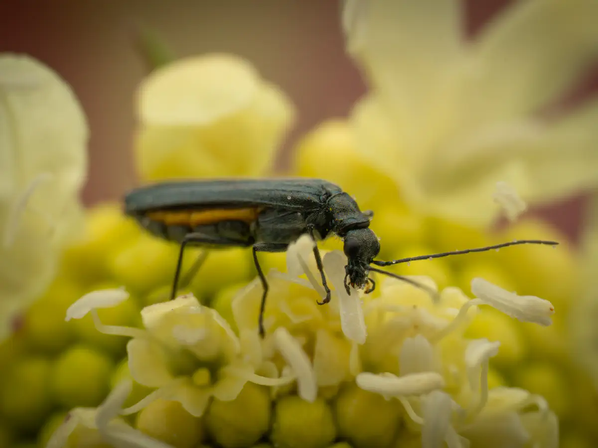 Oedemera lurida