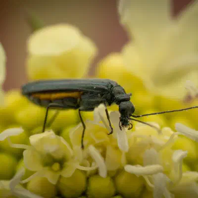 Oedemera lurida