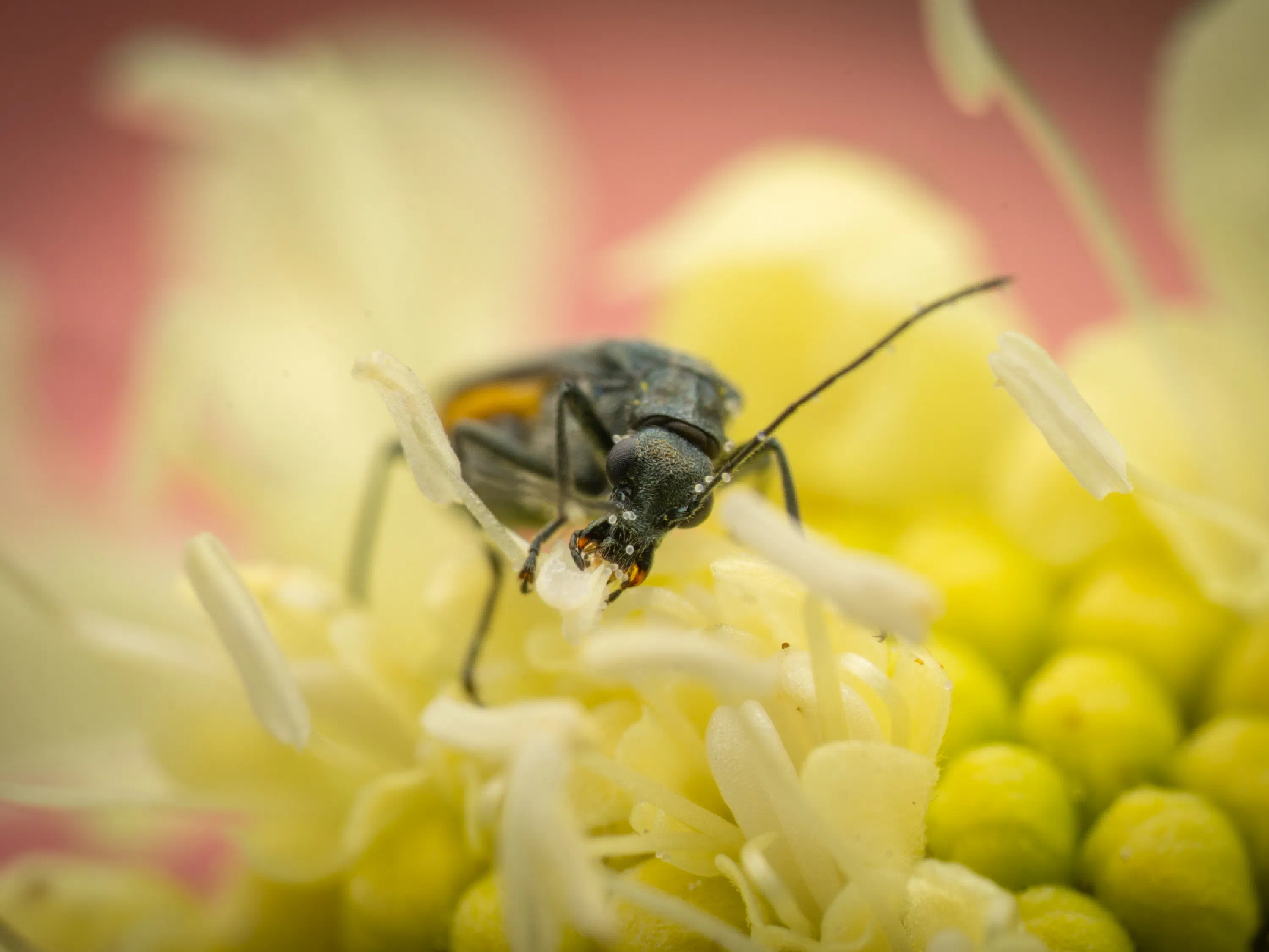 Oedemera lurida
