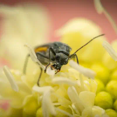 Oedemera lurida