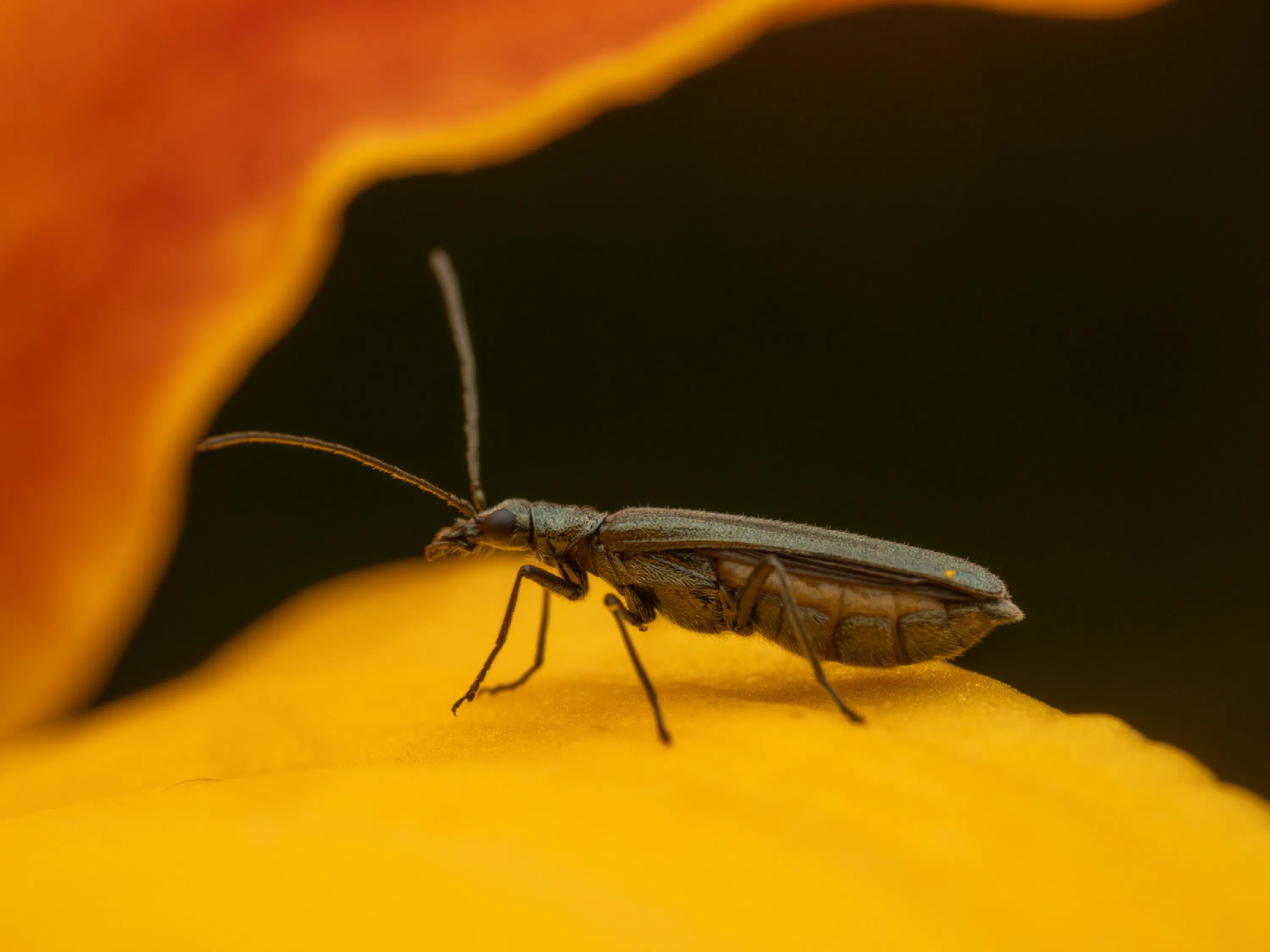 Grünlicher Scheinbockkäfer