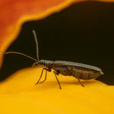 Greenish Oedemera