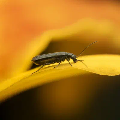 Grünlicher Scheinbockkäfer