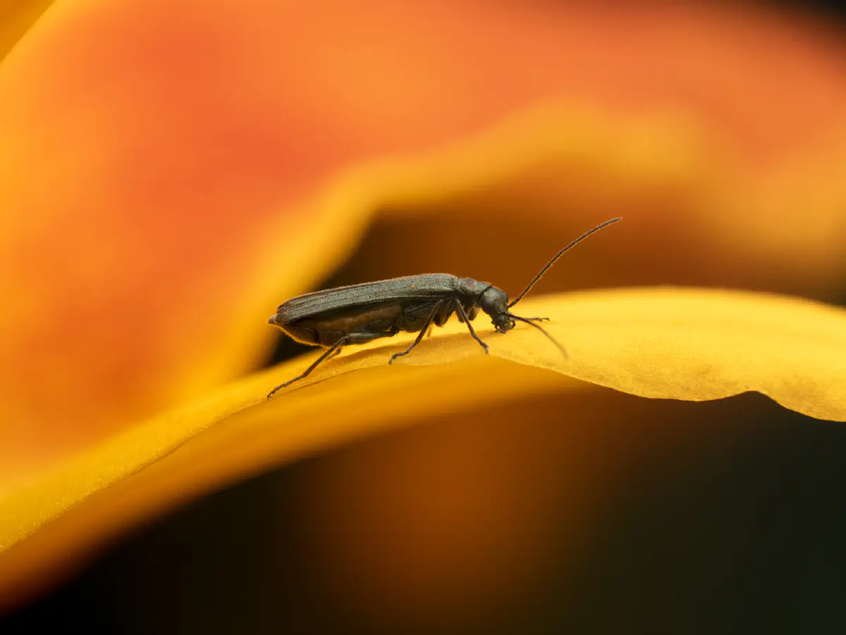 Oedemera lurida