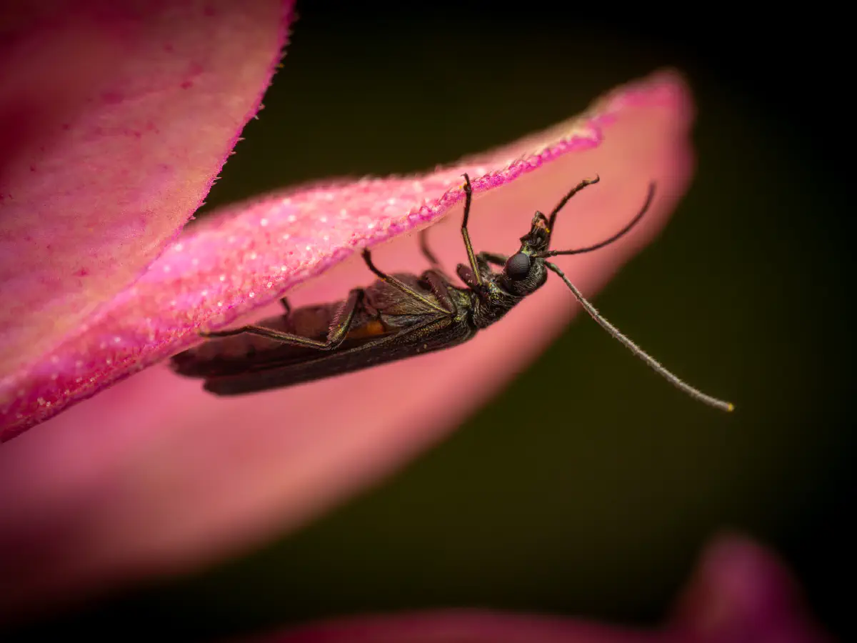 Oedemera lurida