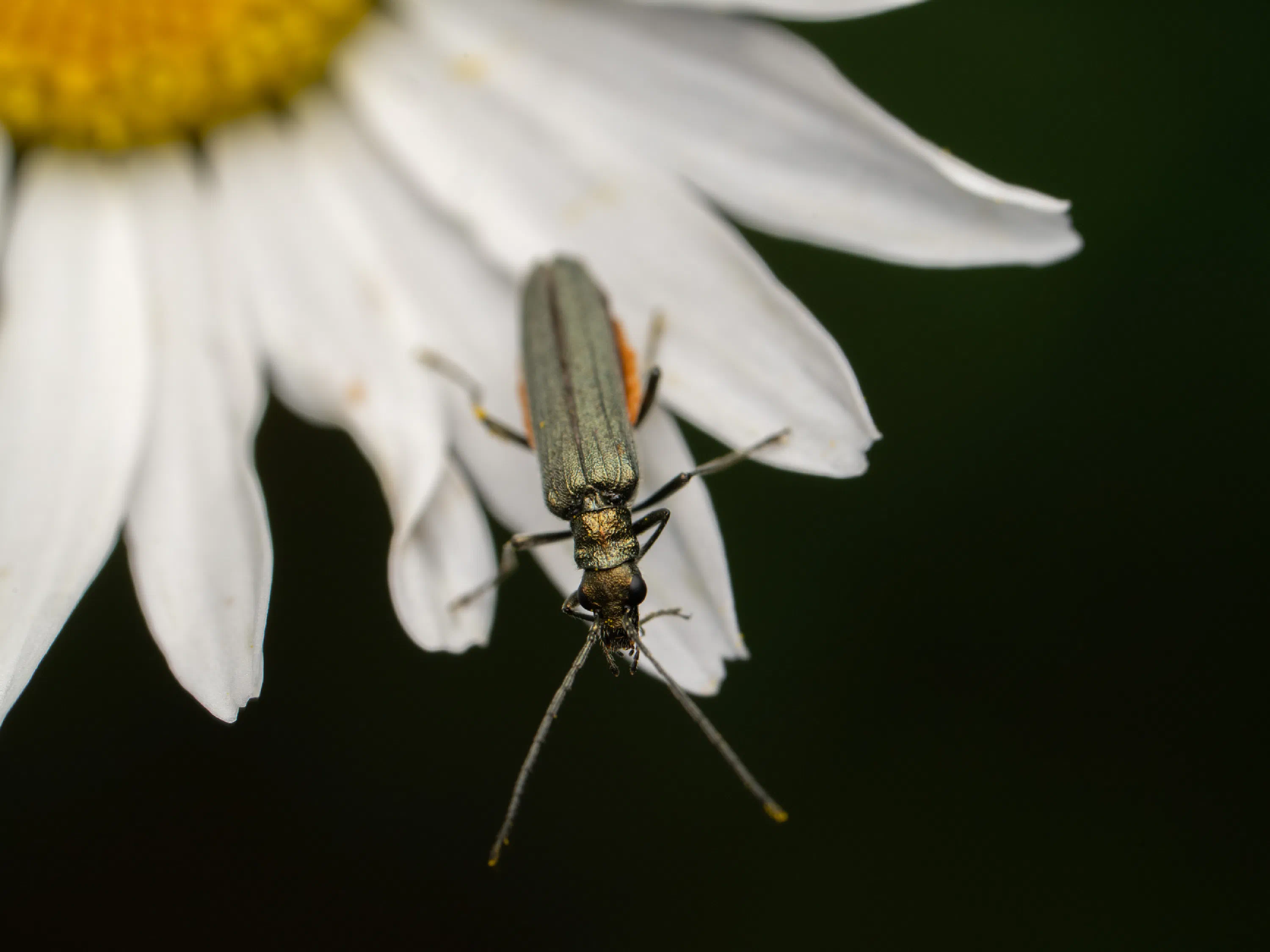 Grünlicher Scheinbockkäfer