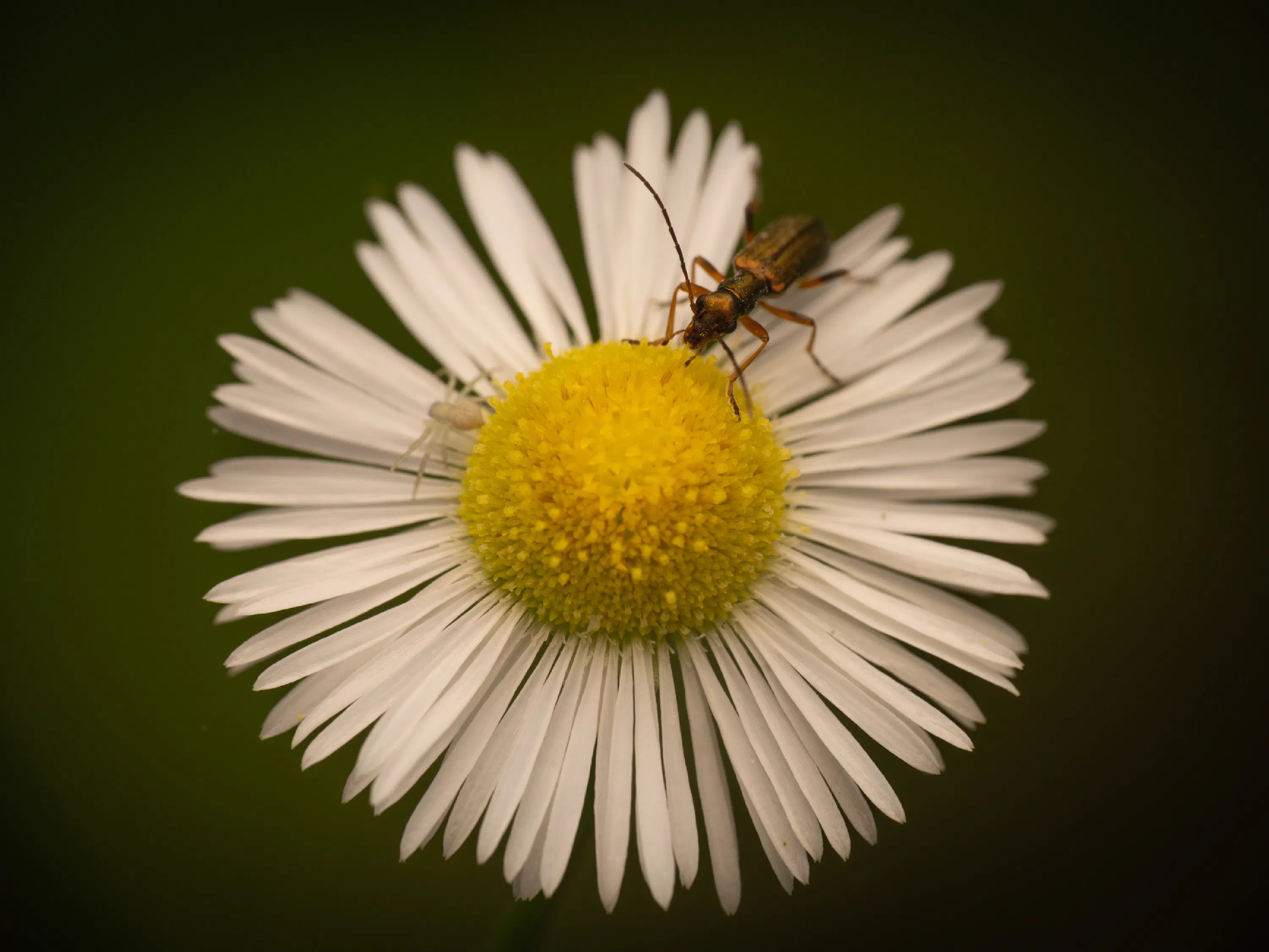 Chrysanthia viridissima