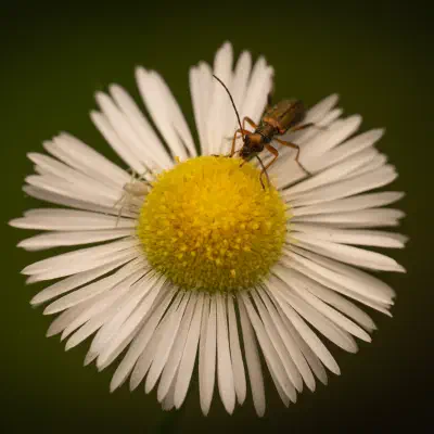 Chrysanthia viridissima