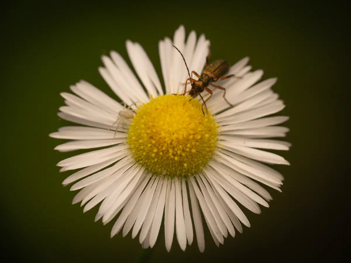Chrysanthie cuivrée