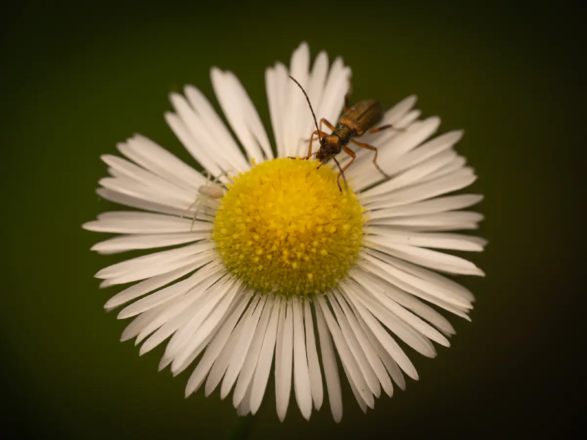Chrysanthie cuivrée