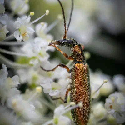 Chrysanthia viridissima