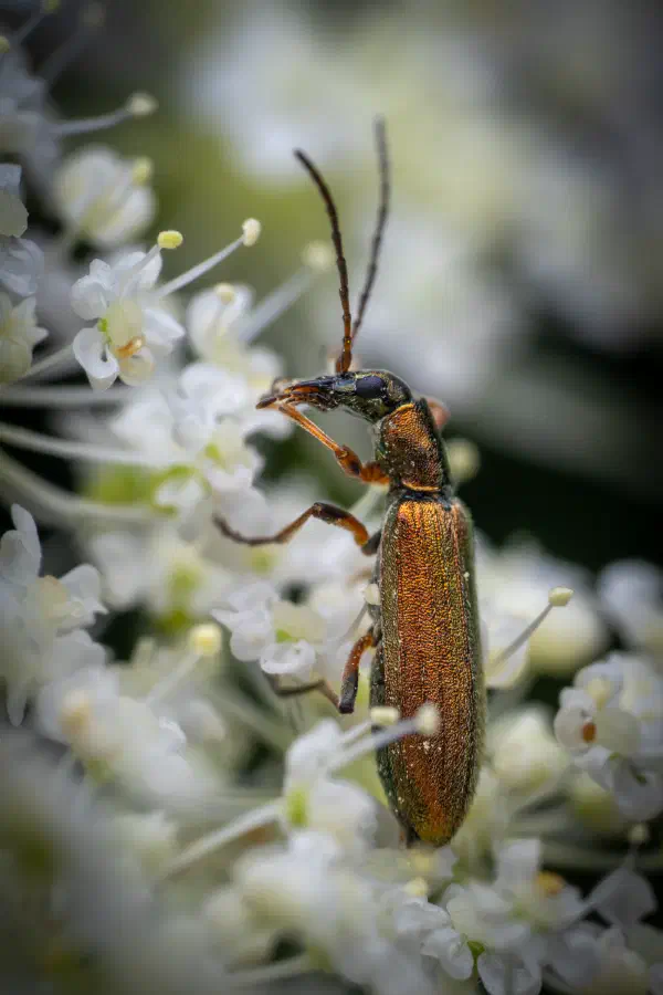 Chrysanthie cuivrée