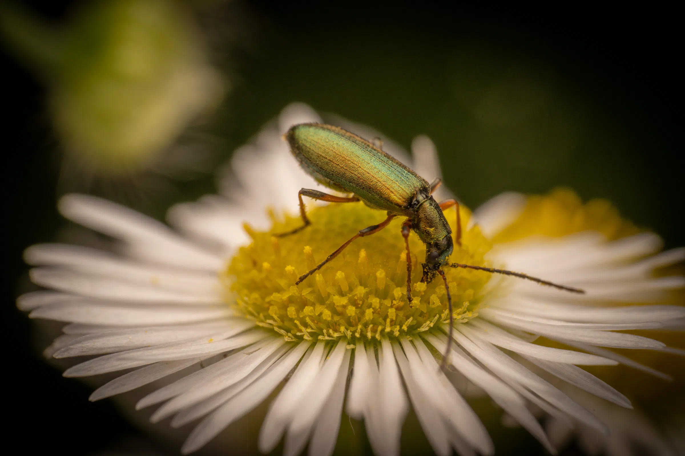 Chrysanthie cuivrée