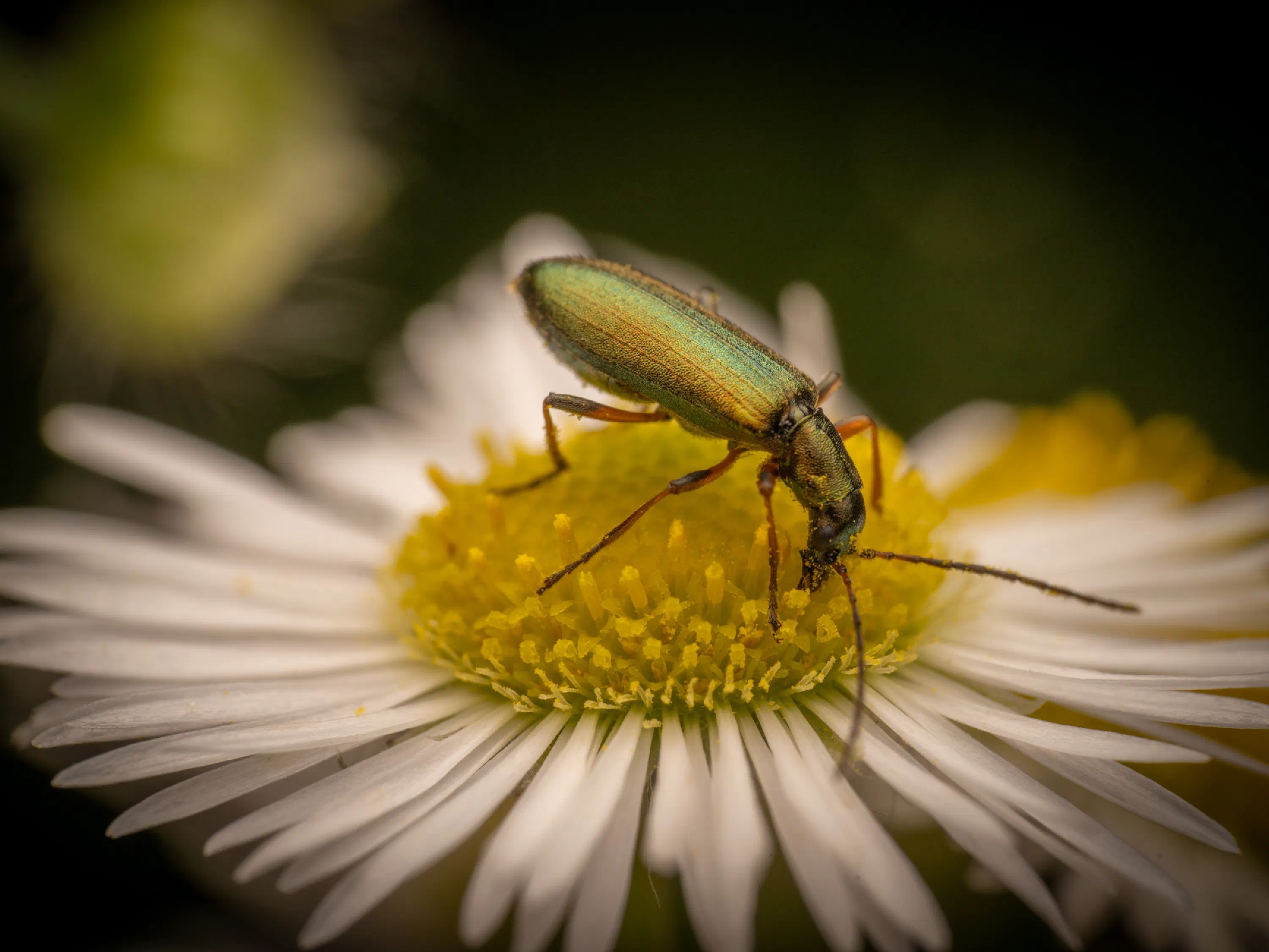 Chrysanthia viridissima
