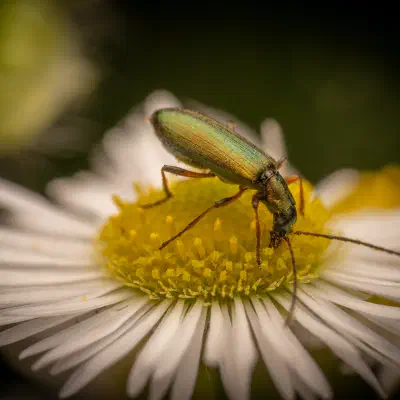 Chrysanthia viridissima