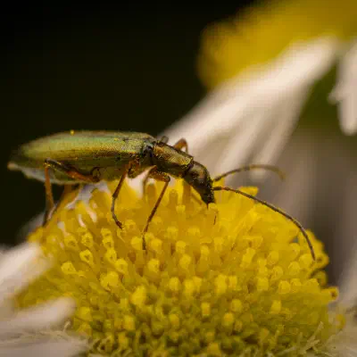 Chrysanthia viridissima