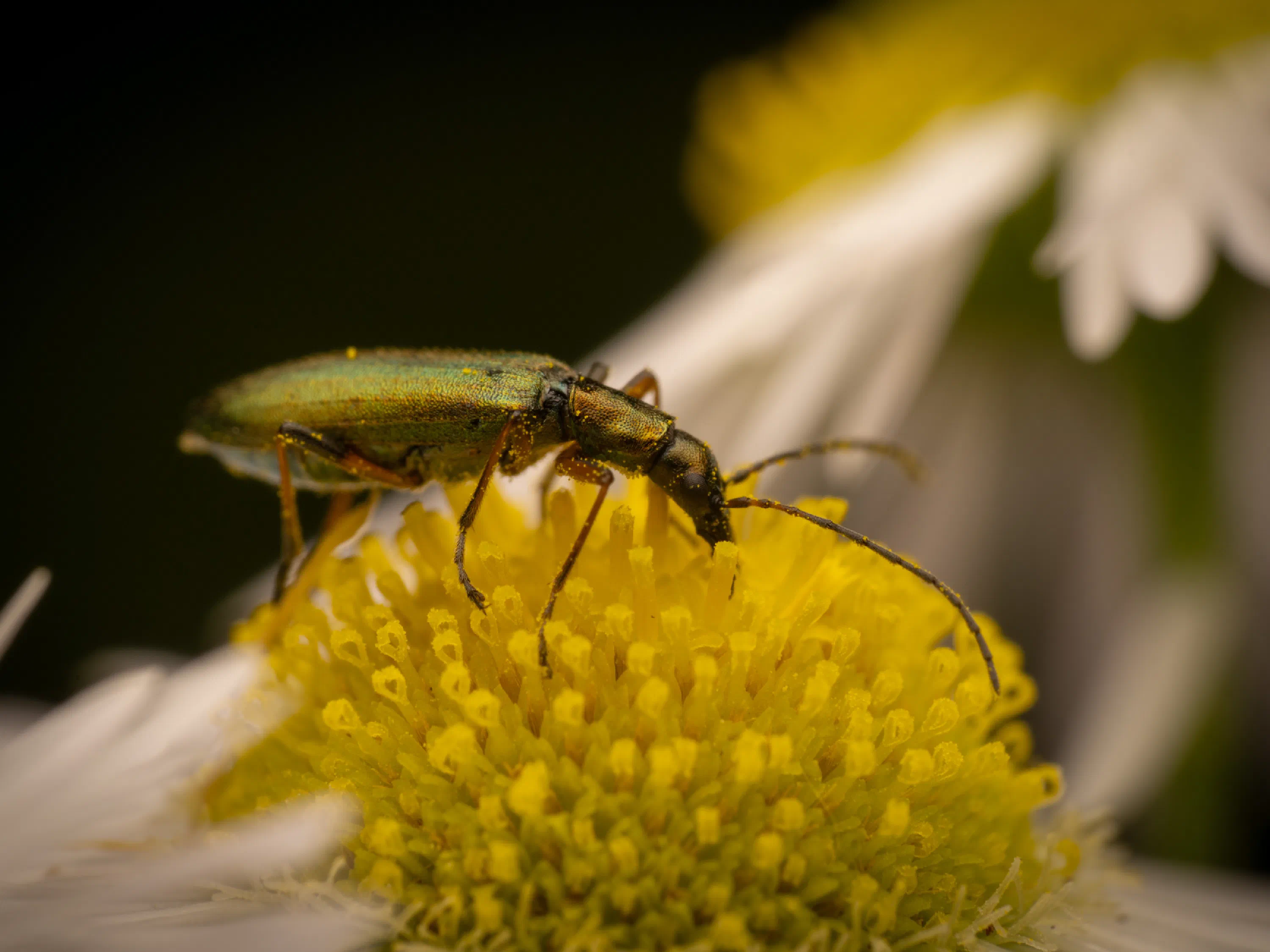 Chrysanthia viridissima