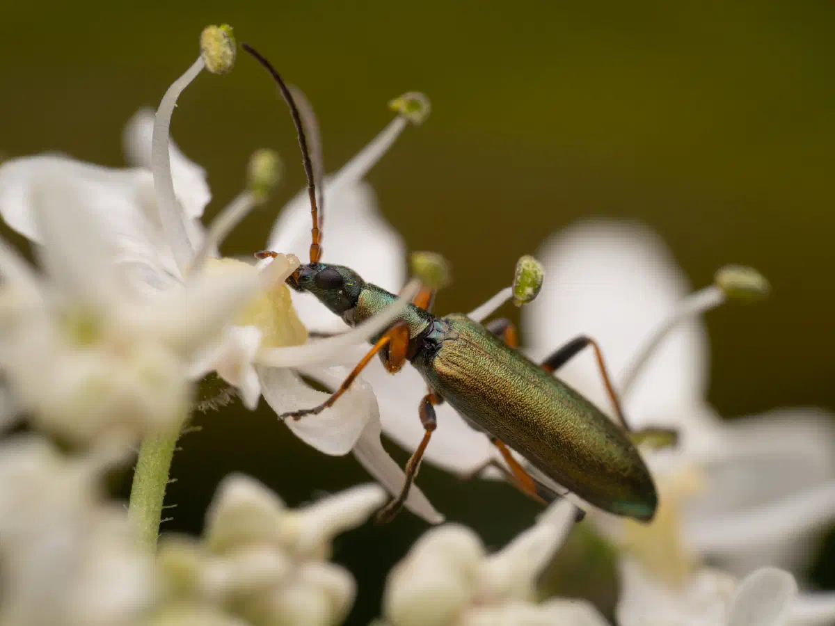 Chrysanthie cuivrée