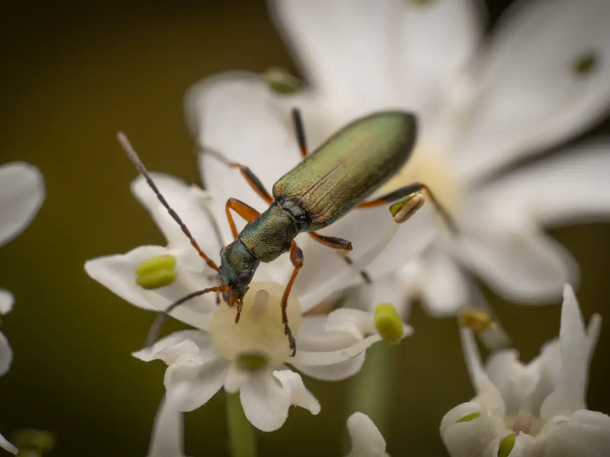Chrysanthie cuivrée