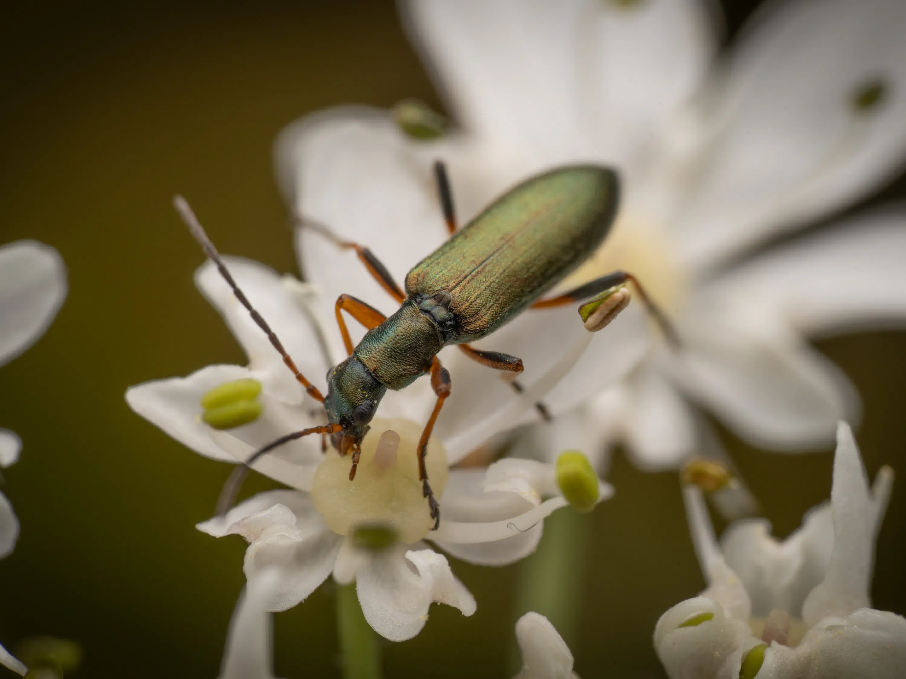 Chrysanthia viridissima