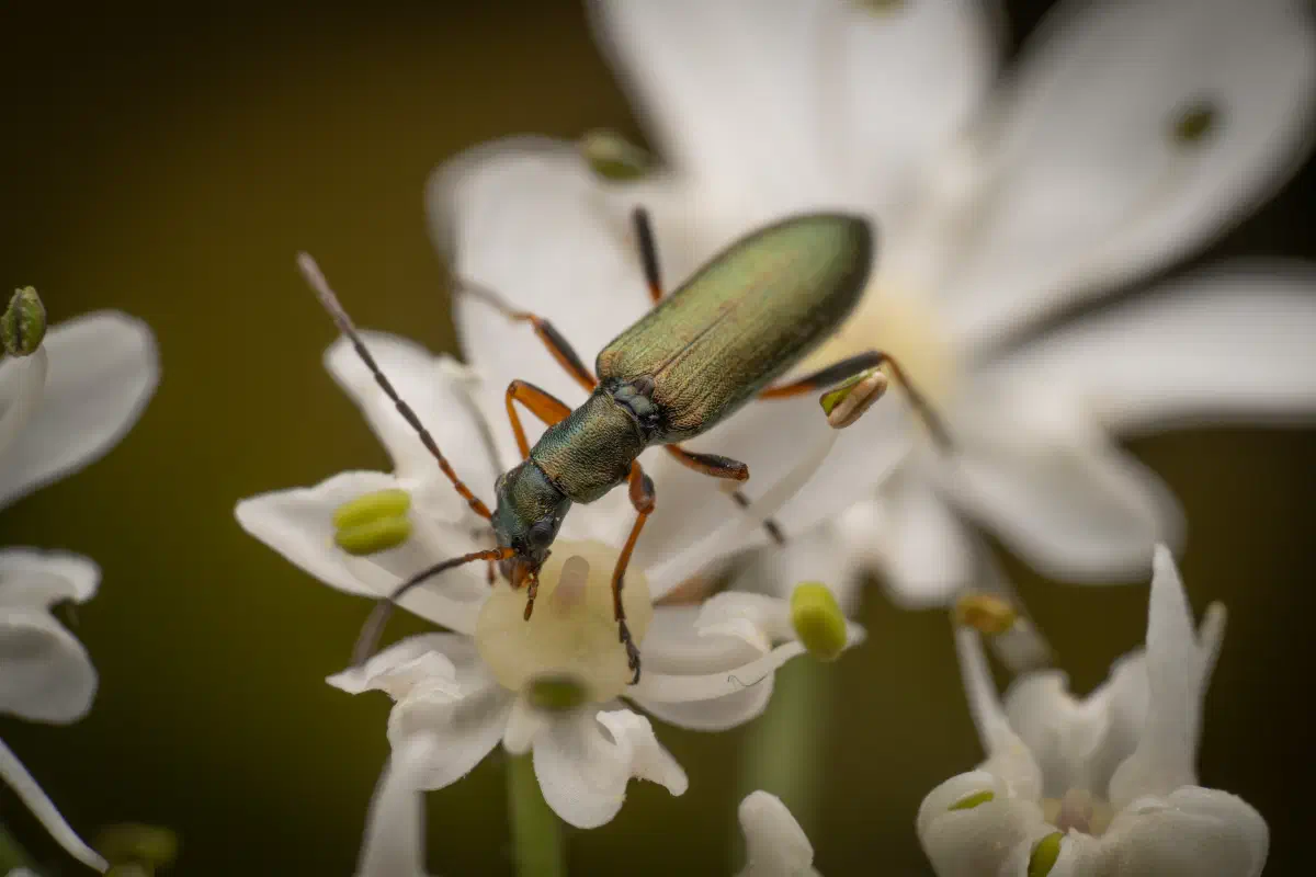 Chrysanthie cuivrée