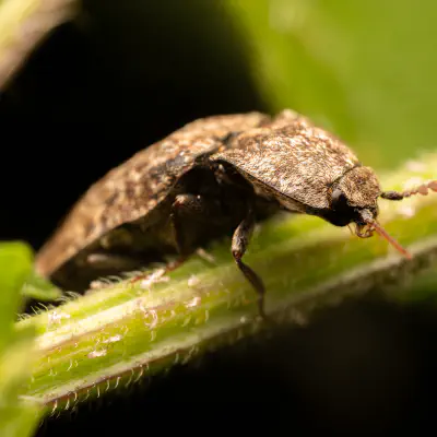 Click Beetles
