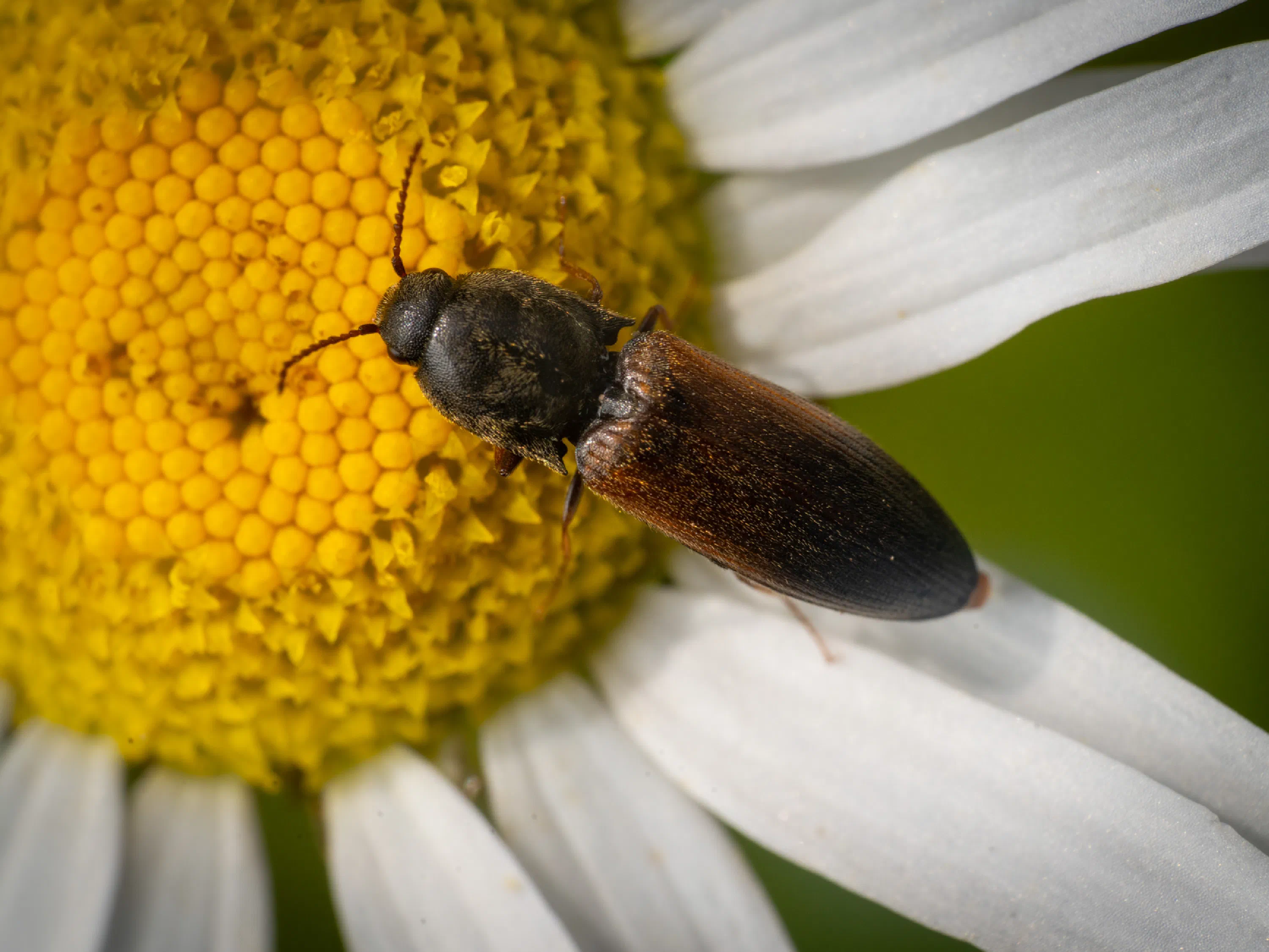 Ampedus balteatus