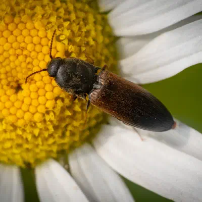 belted click beetle