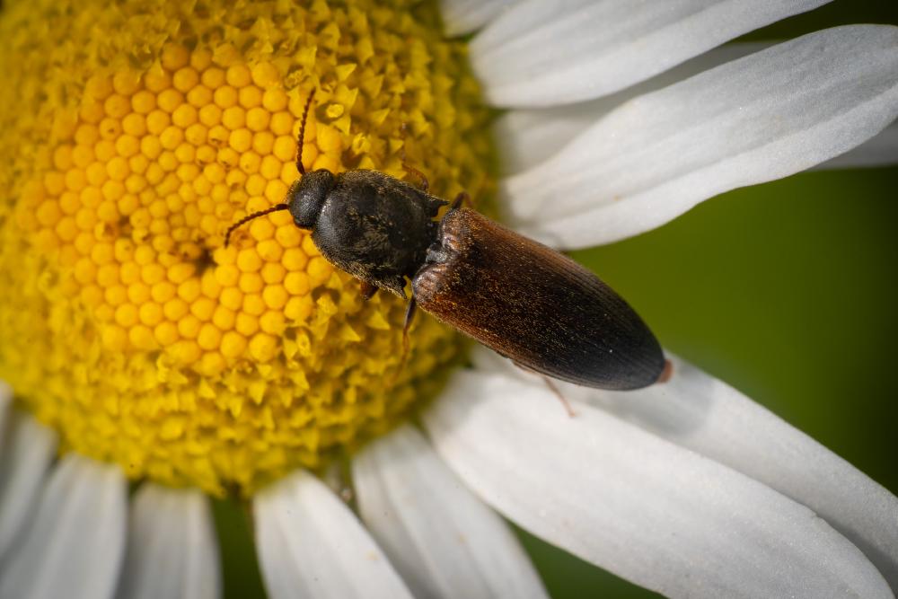 May 1, 2024 – Issue No. 257
– Issue No. 257: “belted click beetle“ belted click beetle