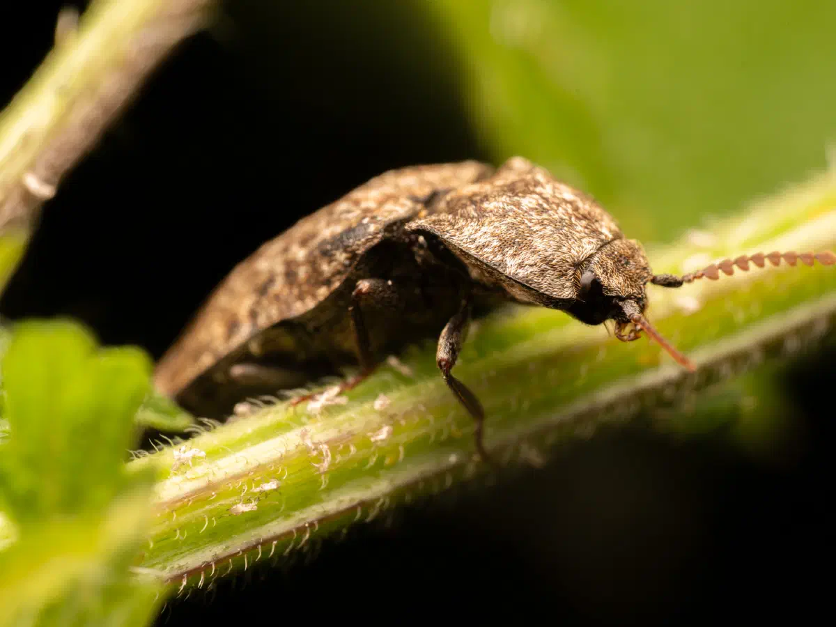 Mottled dingy-brown click beetle
