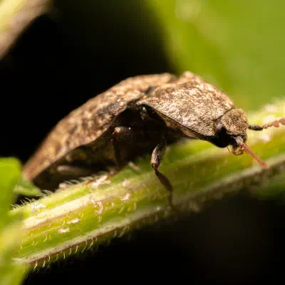 Mottled dingy-brown click beetle