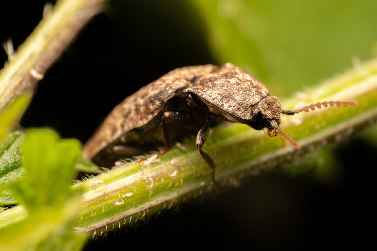 Mottled dingy-brown click beetle – No. 1
