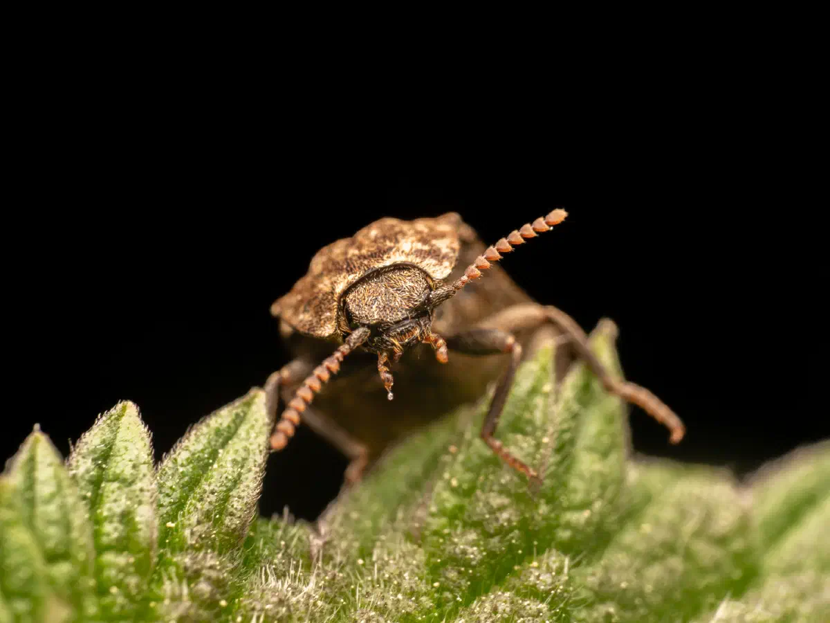 Mottled dingy-brown click beetle