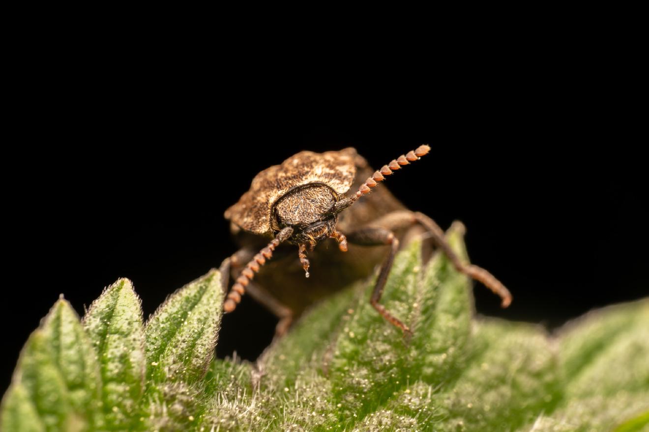 Mottled dingy-brown click beetle – No. 2