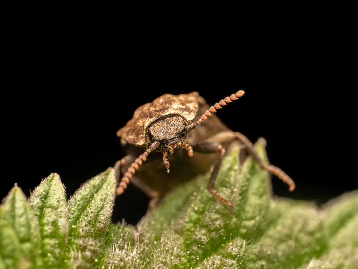 Taupin à plaques velues