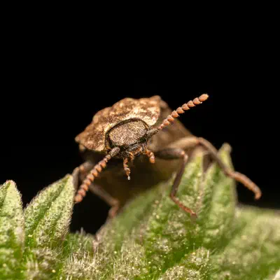 Mottled dingy-brown click beetle