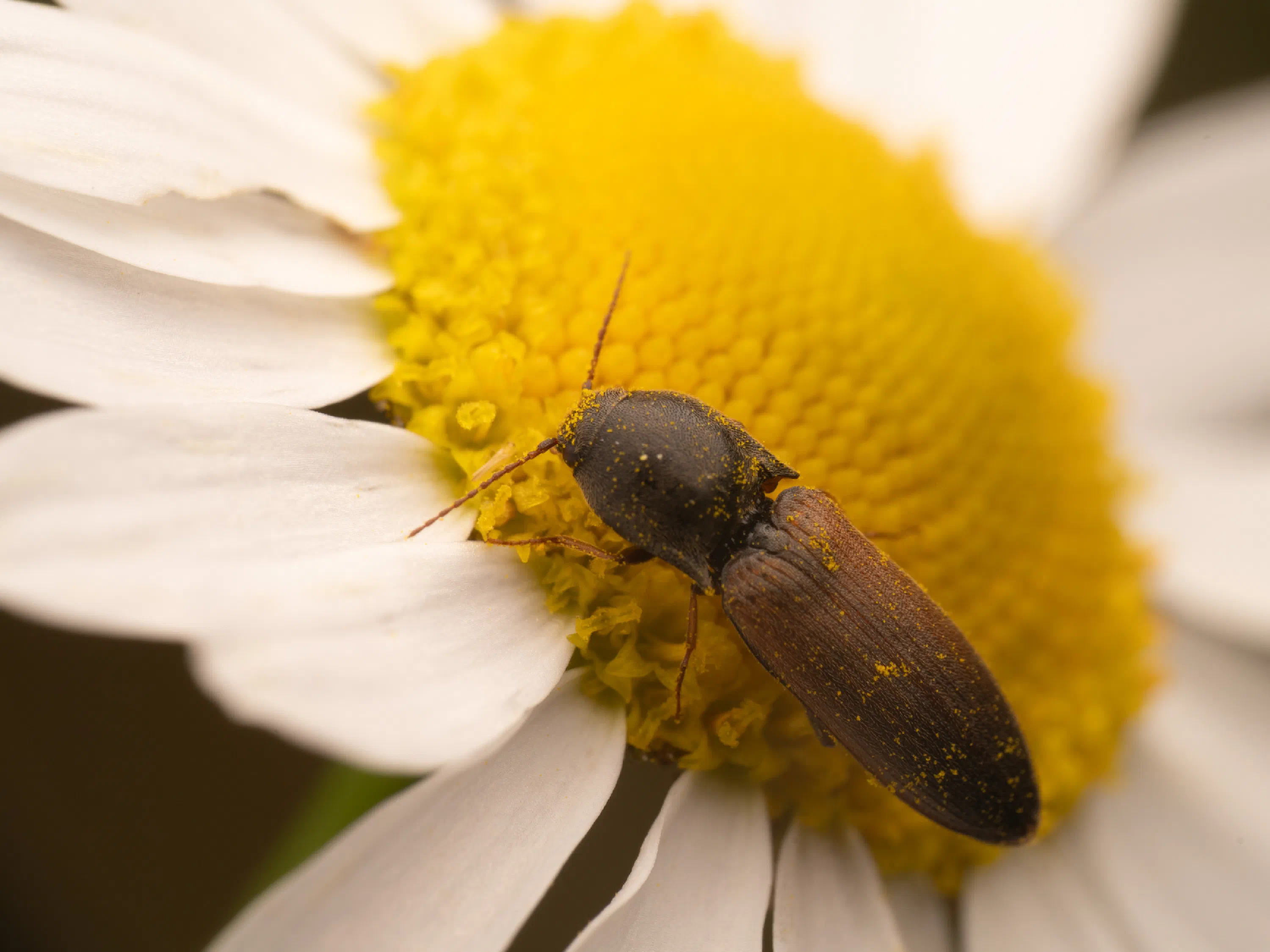 Agriotes ustulatus
