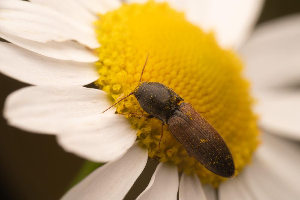 Rauchiger Humusschnellkäfer