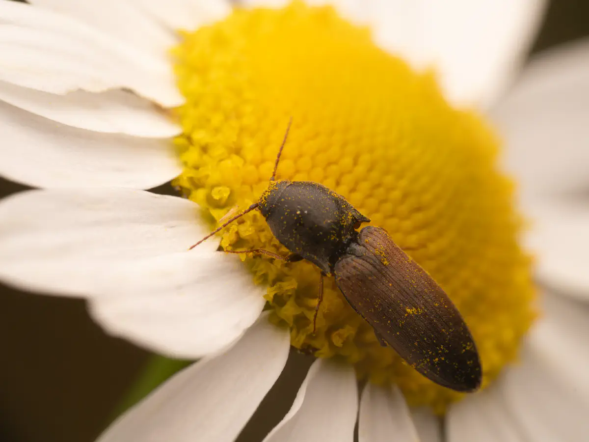 Rauchiger Humusschnellkäfer