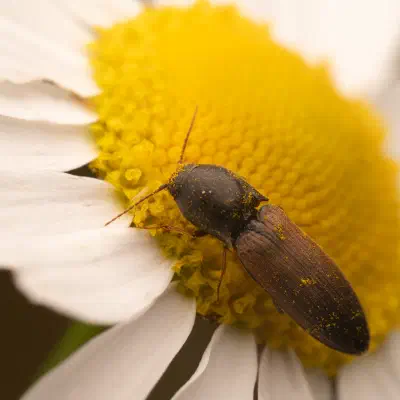 Agriotes ustulatus