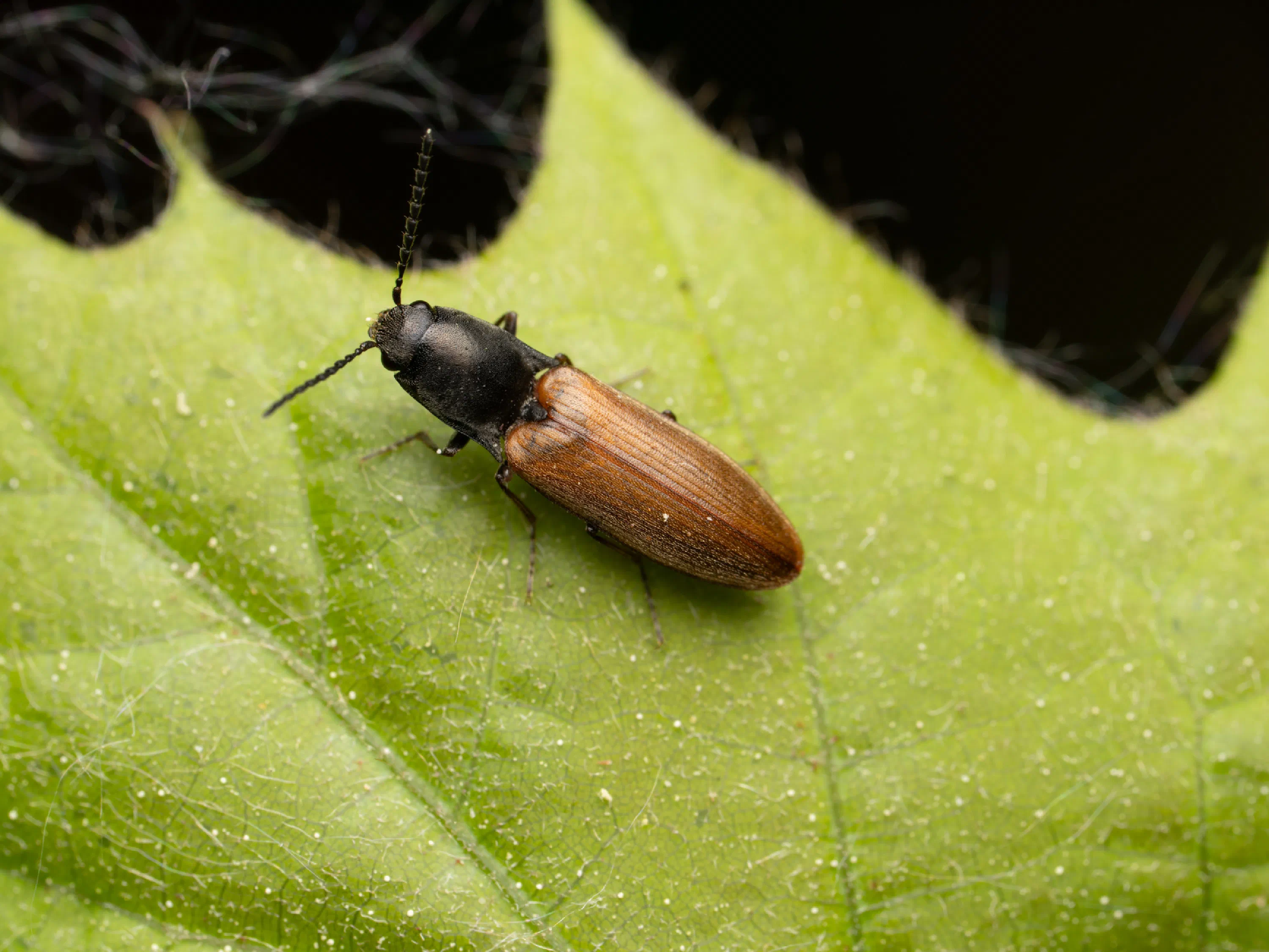 Agriotes ustulatus